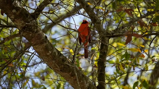 Male cardinal tucked in the oak canopy.